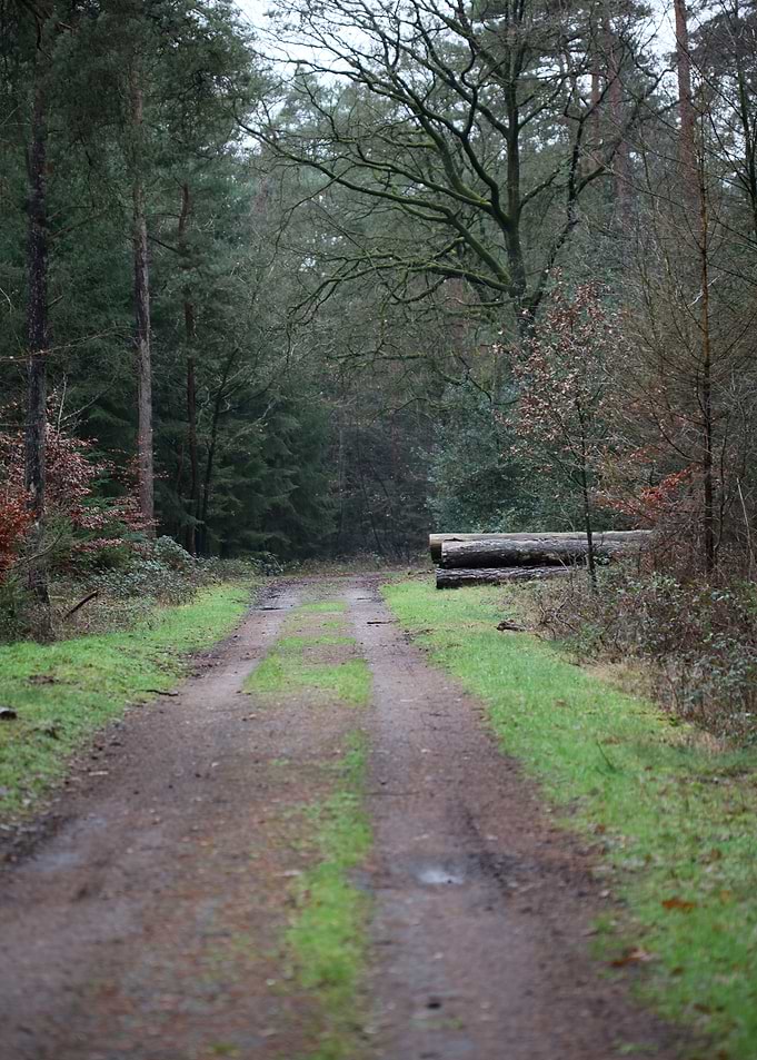Forest exploring Germany