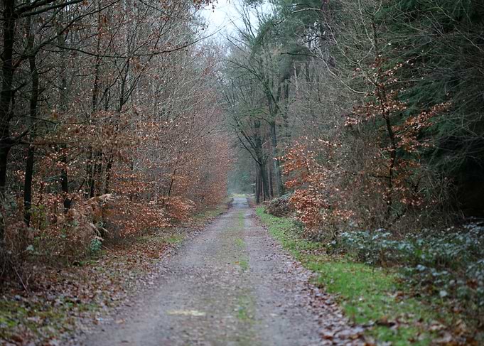 Forest exploring Germany
