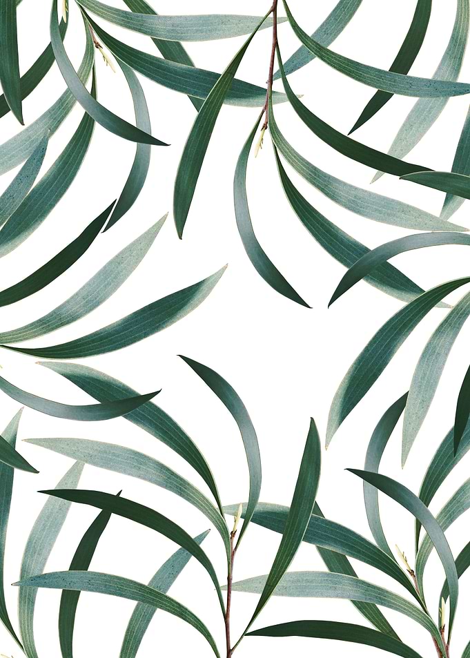 Eucalyptus Delight Pattern