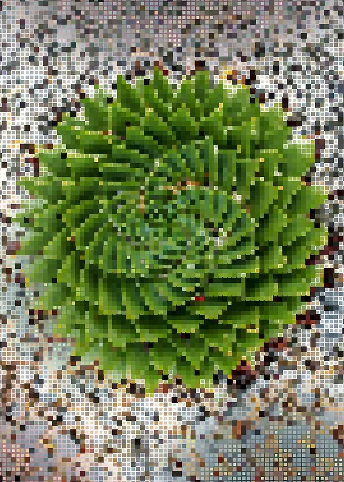 Big green spiral cactus