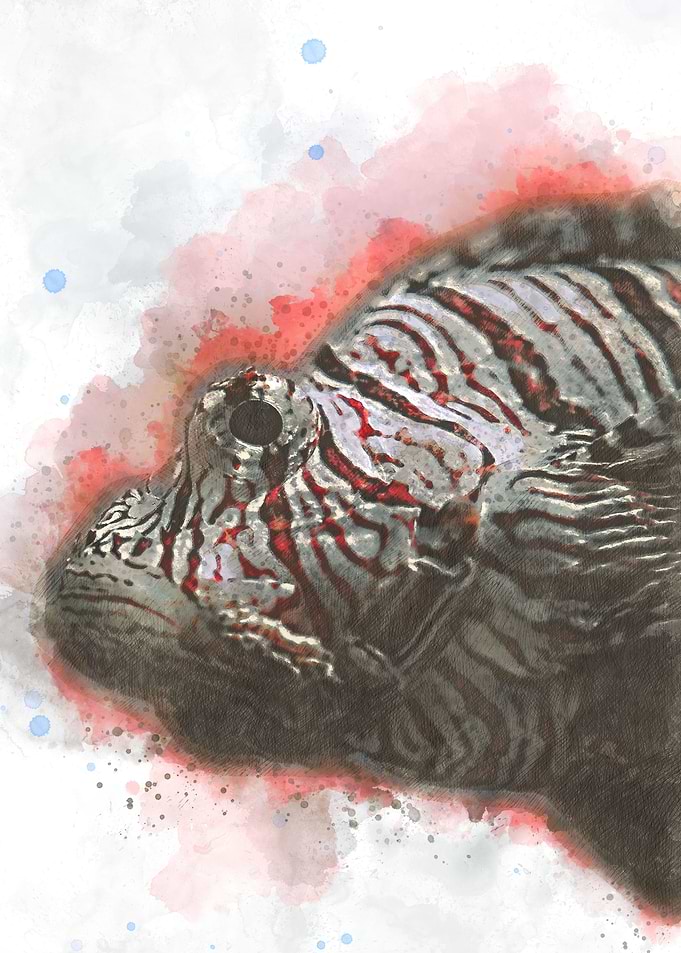 lion fish