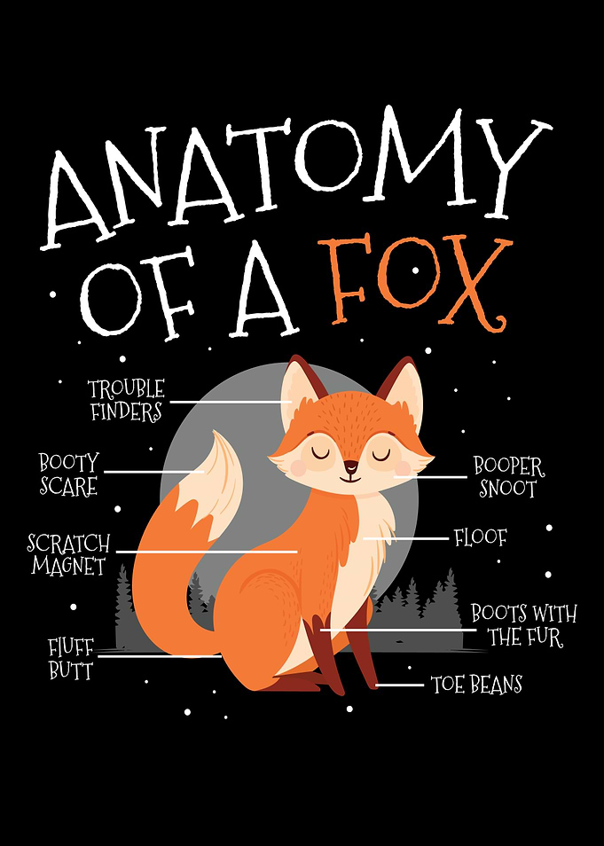 Anatomy Of A Fox Cute Fox