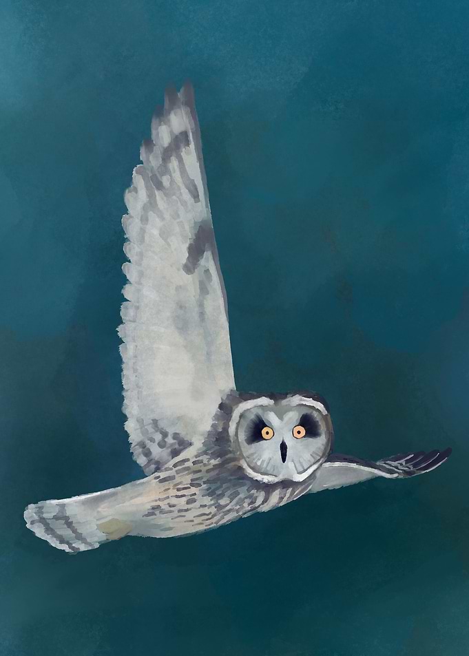 Barred Owl