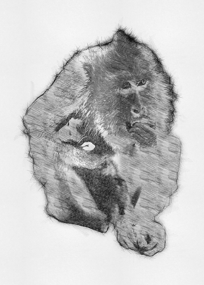 Monkey Pencil Drawing Art