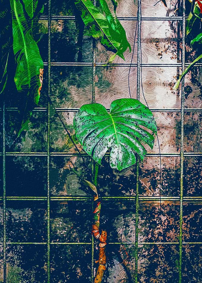 Monstera Plan Rough