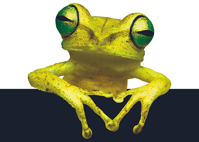 Frog