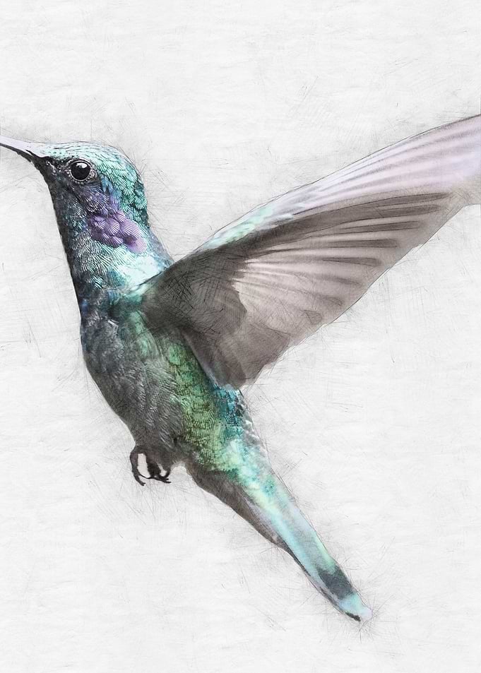 Hummingbird