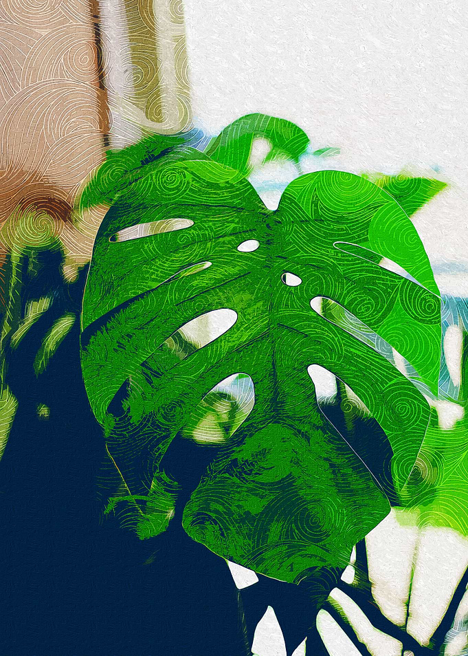 Monstera Plant Indoors