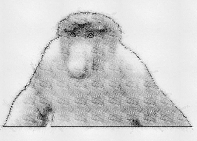 Monkey Pencil Drawing Art