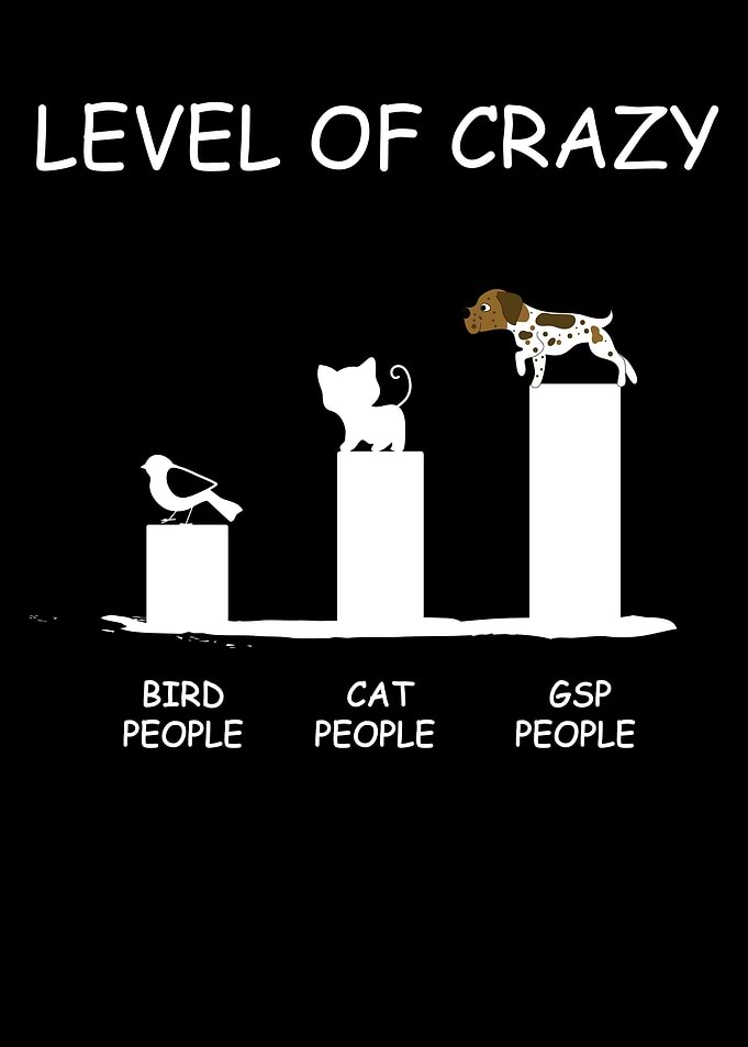 Funny German Shorthair