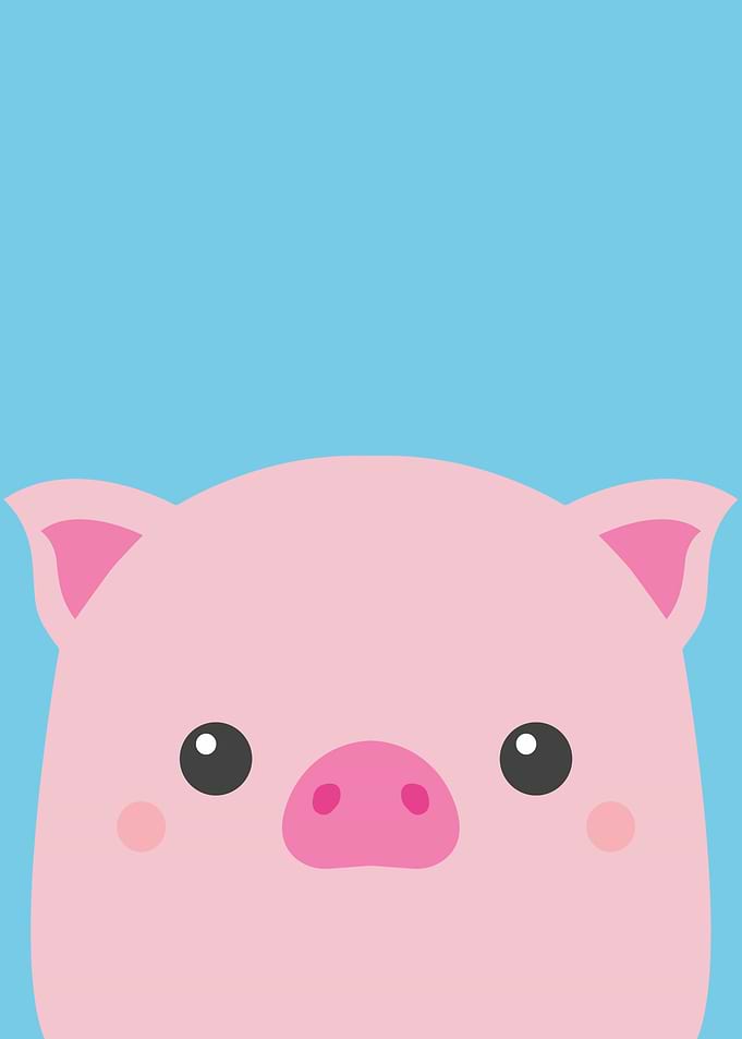 Cartoon Pig