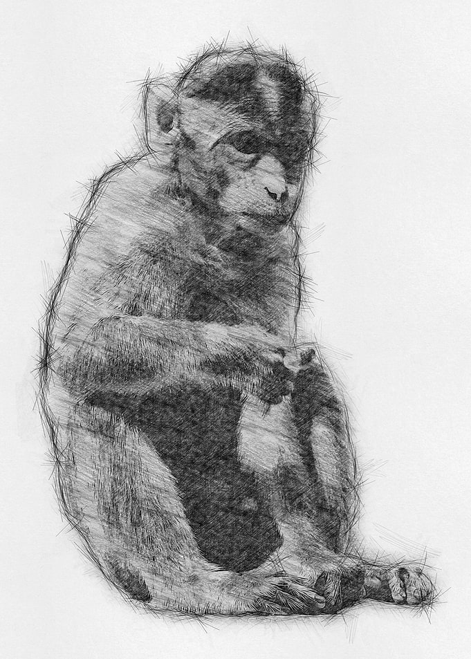 Monkey Pencil Drawing Art