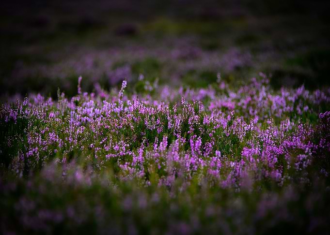 Heather