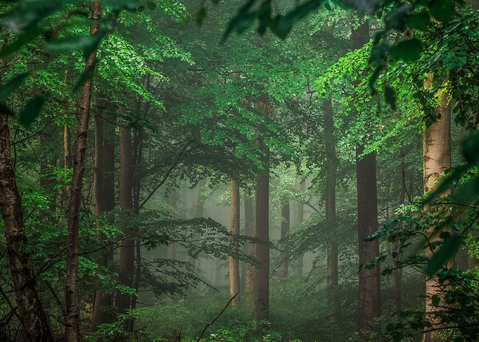 Dark Forest