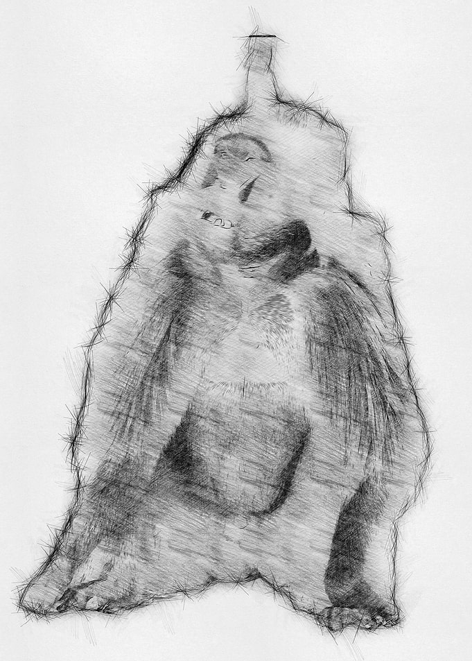 Monkey Pencil Drawing Art