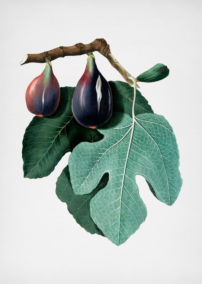 Vintage Fig Fruit Poster