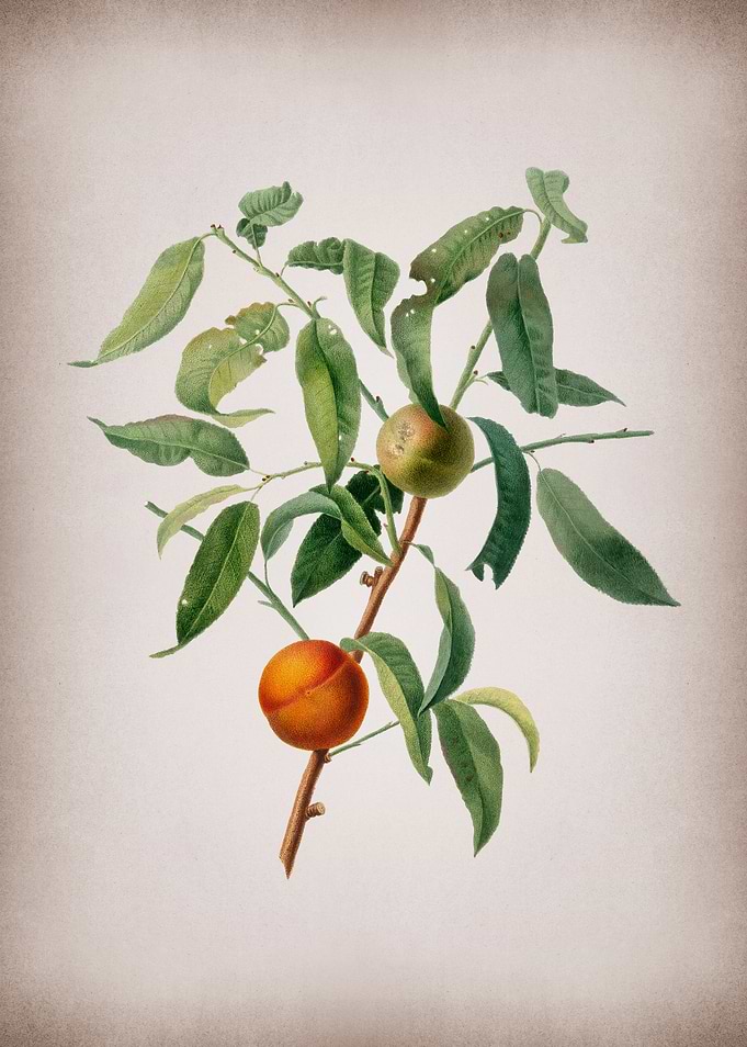 Vintage Peach Fruit Poster