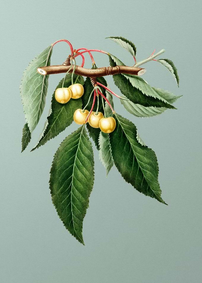 Vintage Cherry Fruit Green