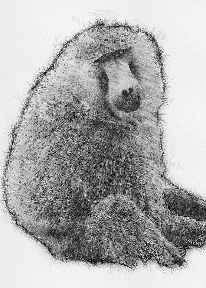Monkey Pencil Drawing Art