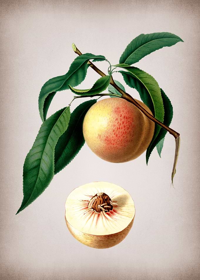 Vintage Peach Fruit Poster