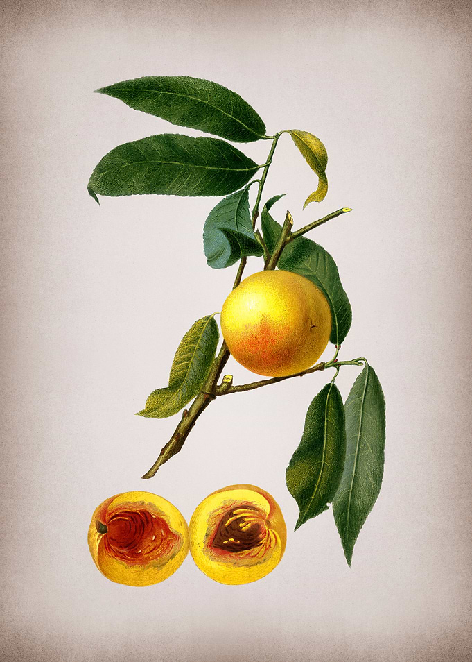 Vintage Peach Fruit Poster