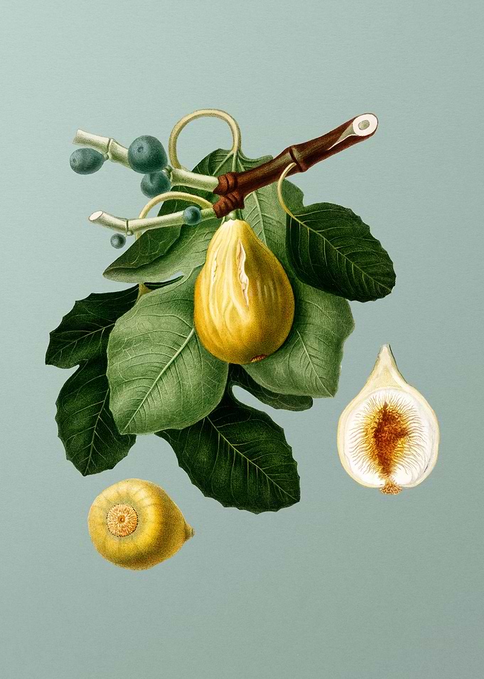 Vintage Common Fig Fruit