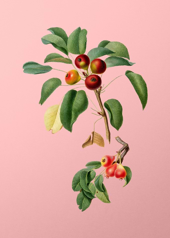 Vintage Musky Pear Fruit