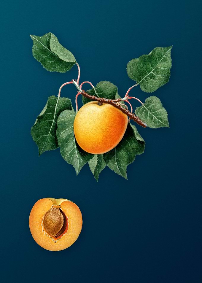 Vintage German Apricot Art