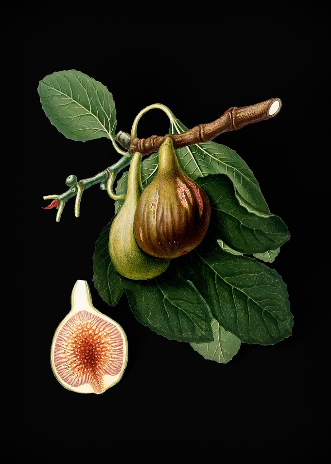 Vintage Fig Fruit on Black