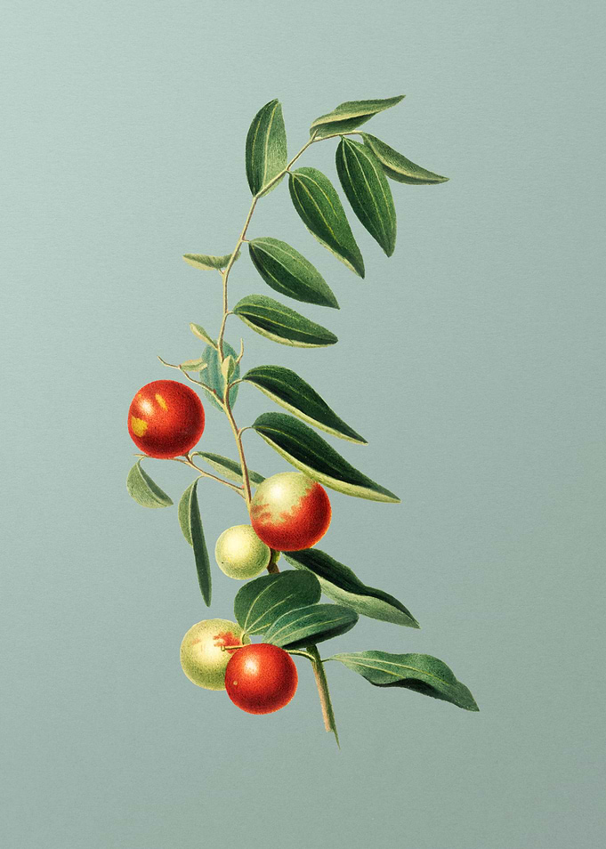 Vintage Jujube Botanical