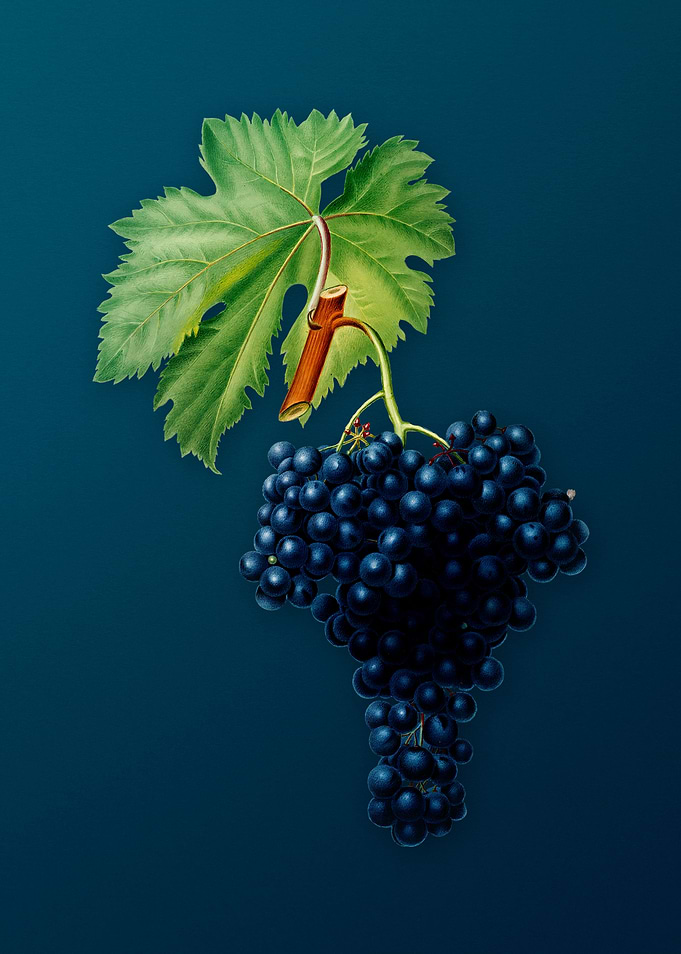Vintage Fuella Grapes Teal