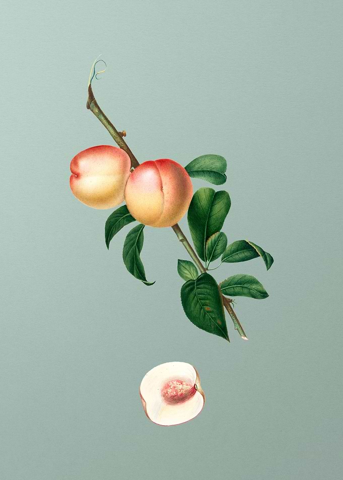 Vintage White Walnut Fruit