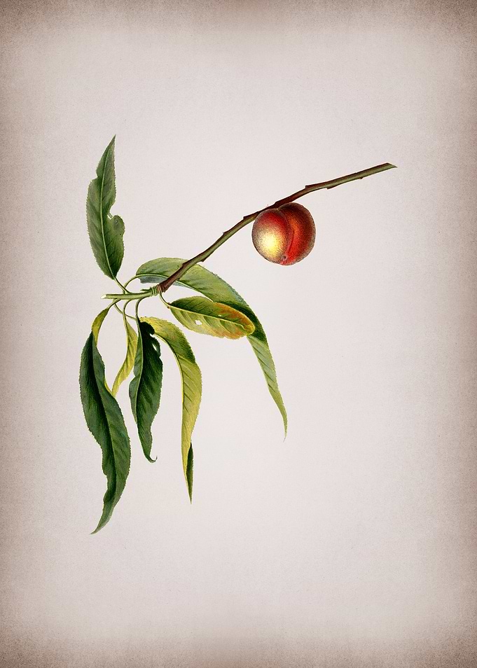 Vintage Peach Fruit Poster