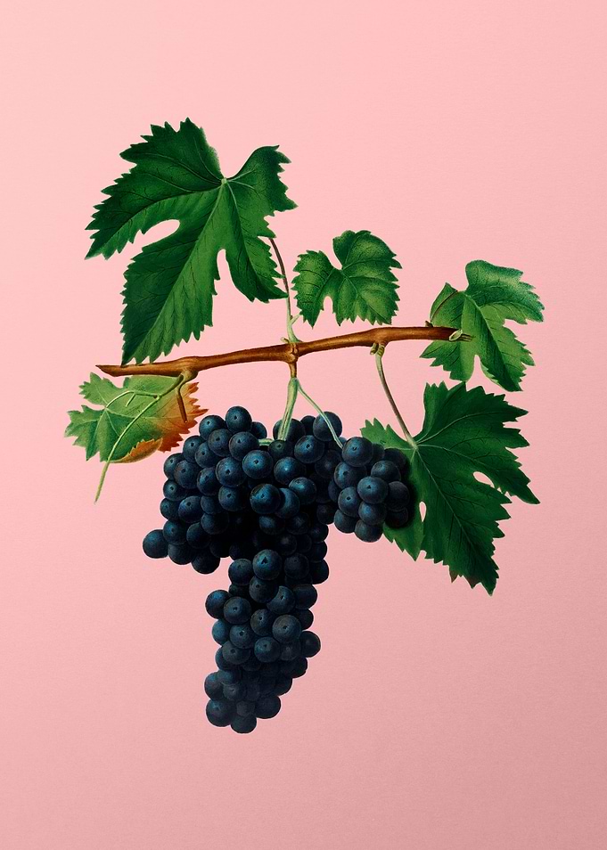 Vintage Lacrima Grapes Art
