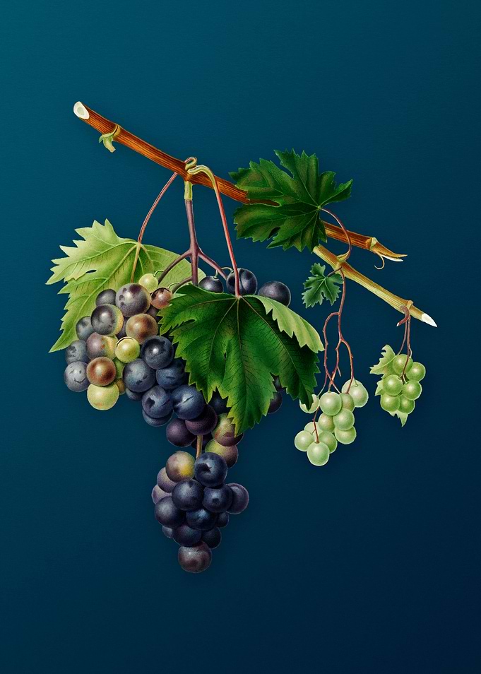 Vintage Grape from Ischia
