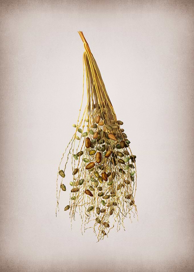 Vintage Spadices of Palm