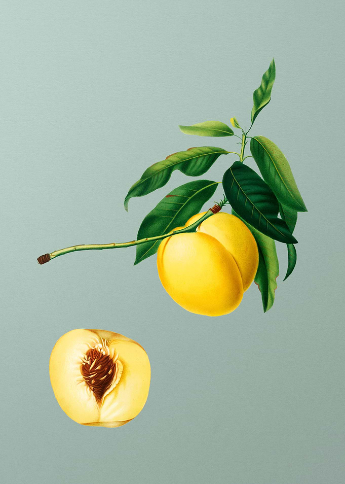 Vintage Yellow Apricot Art