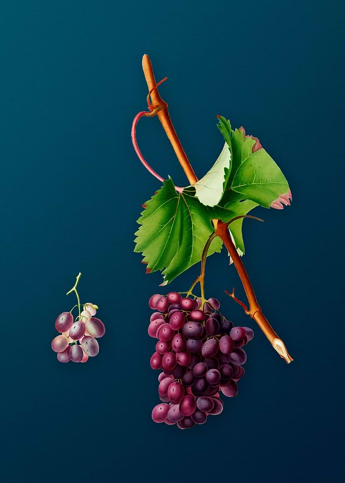Vintage Grape Barbarossa