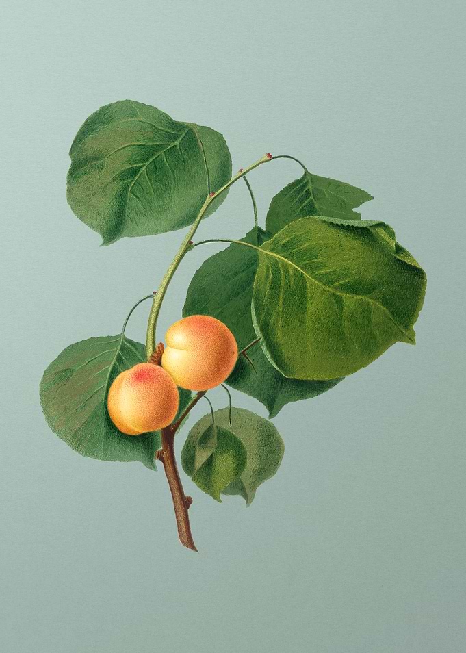 Vintage Yellow Apricot Art
