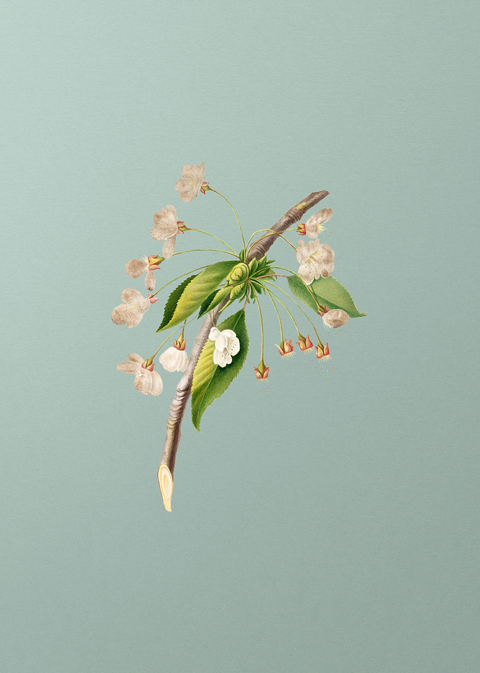 Vintage Cherry Plum Flower