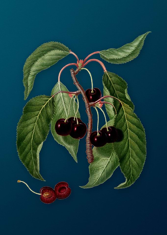 Vintage Cherry on Teal Art