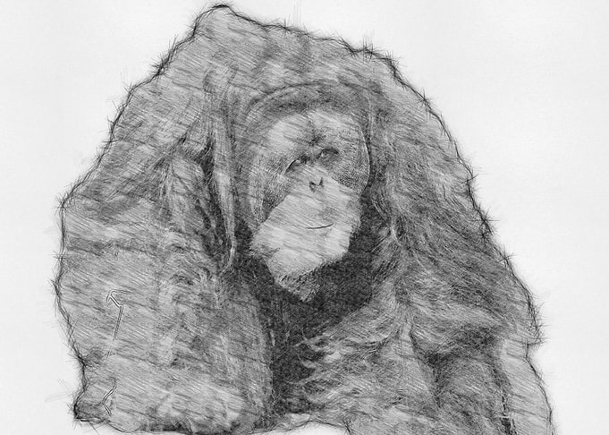 Monkey Pencil Drawing Art