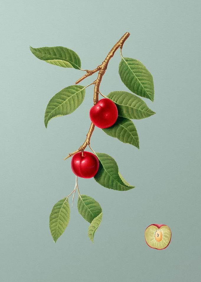 Vintage Cherry Plum Fruits