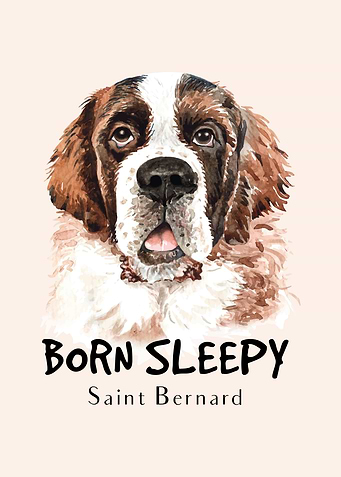 Saint Bernard DOG