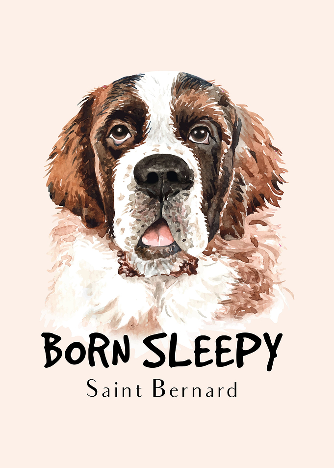 Saint Bernard DOG