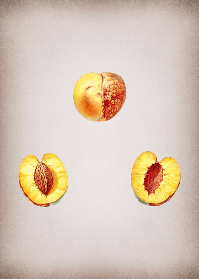 Vintage Nectarine Fruit