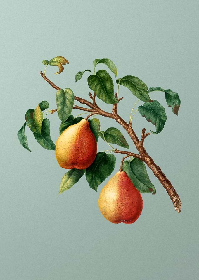Vintage Wild European Pear