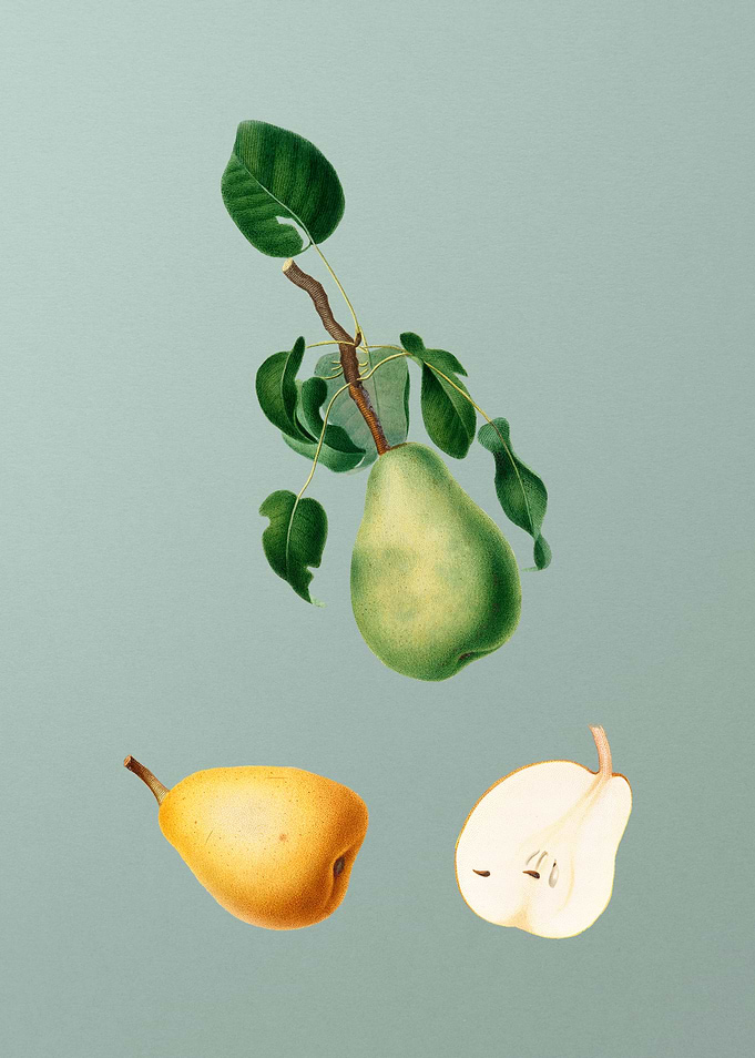 Vintage Winter Citron Mint