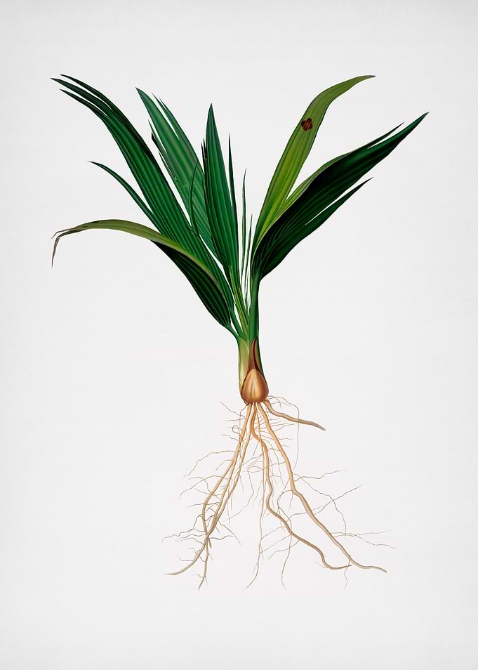 Vintage Date Palm Branch