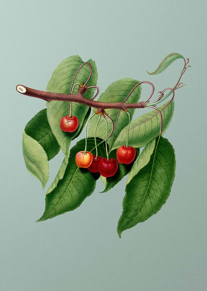Vintage Cherry Fruit Green